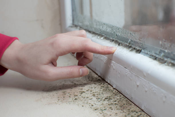 Professional Mold Removal in Kentwood, LA