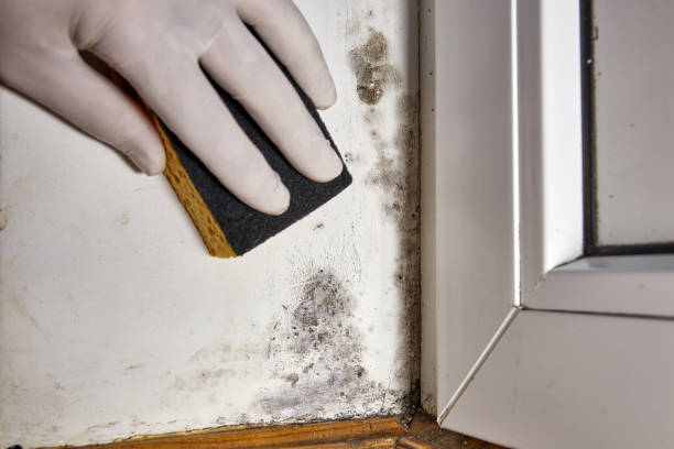 Best Black Mold Removal  in Kentwood, LA